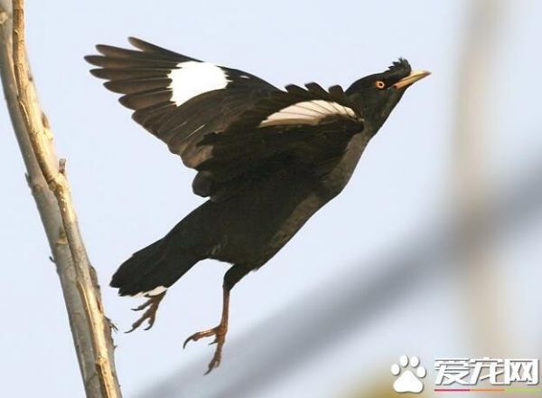 八哥和鹩哥的区别 鹩哥头上有一黄色的肉锤