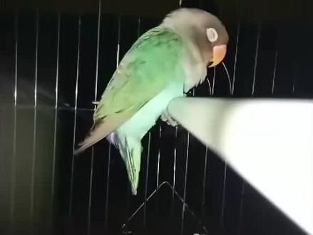#鹦鹉 #牡丹鹦鹉 睡眠质量很好，睡觉不影响吊环