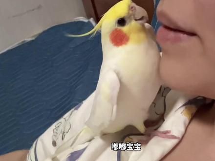 气泡音召唤术 你们都是怎么召唤的呀#鹦鹉 #玄凤鹦鹉