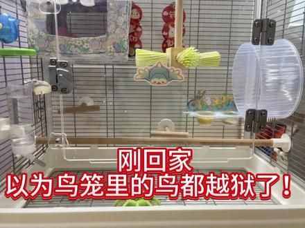 以为是惊悚片 原来是无语片 太顽皮了！！#鹦鹉鹦鹉萌萌哒逗鹦鹉 #手养鸟日常 #牡丹鹦鹉 #萌宠日常记录