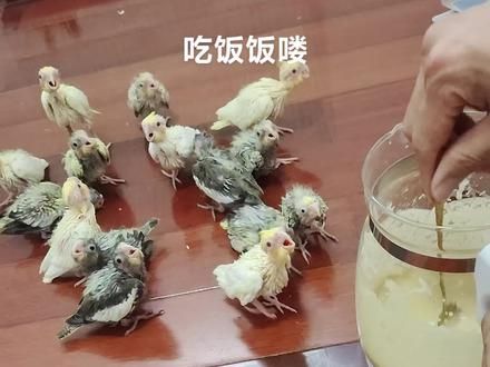 开饭喽#手养鸟日常 #手养鹦鹉 #萌宠