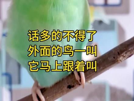 虎皮鹦鹉叫声 一只话痨虎皮，不管白天或黑夜，一有什么动静都跟着叫，家里发出什么动静都学，估计是学说话的好苗子#创作灵感 #鹦鹉 #虎皮鹦鹉 #鹦鹉小白 #手养鹦鹉