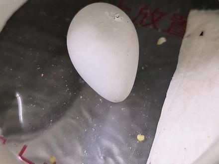 网购的和尚鹦鹉蛋还真孵化成功了，是不是和尚就不知道了。 挑战一下零天手养。#手养鹦鹉 #手养鸟 #鹦鹉鹦鹉萌萌哒逗鹦鹉 #鹦鹉 @DOU+上热门