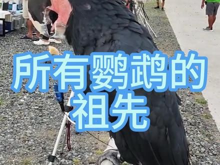 所有鹦鹉的祖先是哪个？#鹦鹉 #鹦鹉小白 #鹦鹉鹦鹉萌萌哒逗鹦鹉 #手养鸟日常 #手养鹦鹉