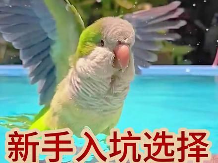 新手入坑选择鹦鹉排行榜#鹦鹉#手养鹦鹉#鹦鹉日常#新手养 #鹦鹉小白