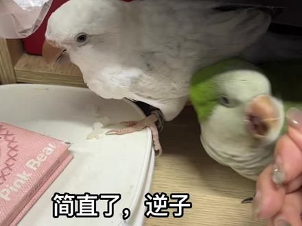 气炸了，老婆回来一天打败老妈陪伴2年 我真的想捏死它#手养鹦鹉 #鹦鹉鹦鹉萌萌哒逗鹦鹉 #萌宠出道计划 #神奇动物在抖音 #动物的迷惑行为
