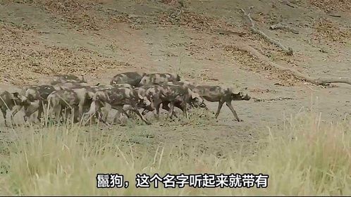 鬣狗与野狗抢夺肥壮河马，惨败后被野狗逼入角落，吓得瑟瑟发抖