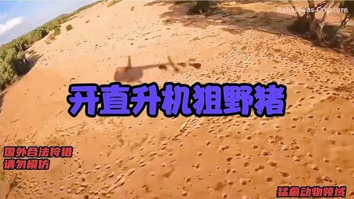 澳洲野猪泛滥，农民开着直升机狙击野猪，枪法炉火纯青