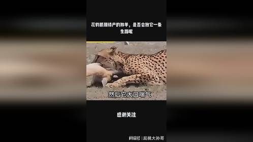 花豹抓到待产的羚羊，是否会放它一条生路呢