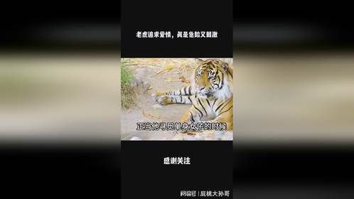 老虎追求爱情，真是危险又刺激