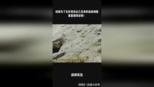 棕熊为了生存竟然从几百米的悬崖峭壁重重跌落谷底！