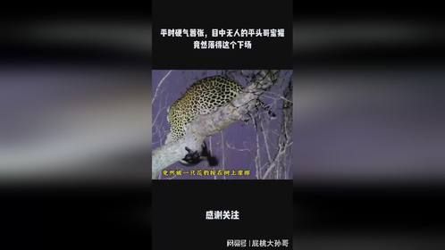 平时硬气嚣张，目中无人的平头哥蜜獾竟然落得这个下场