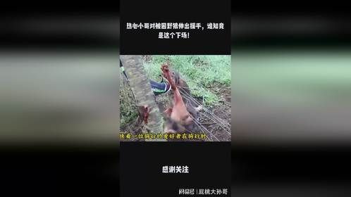 热心小哥对被困野狼伸出援手，谁知竟是这个下场！