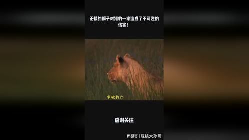 无情的狮子对猎豹一家造成了不可逆的伤害！
