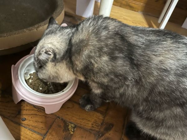 10月3日鄂州市鄂城区古城路虹桥天城领养猫,宠物猫,猫咪【领养启示/启事】