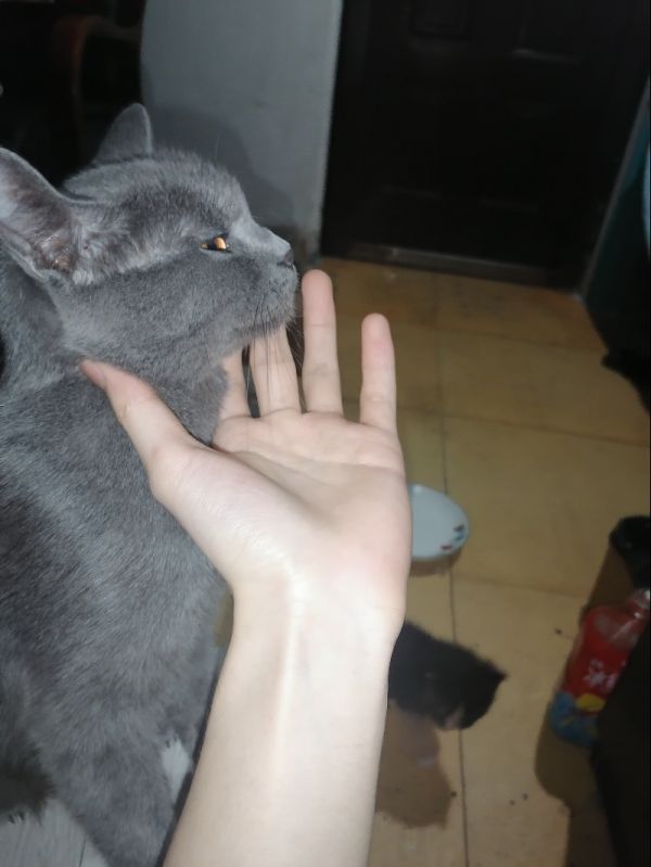 7月17日鄂州市鄂城区西山坡小区领养猫,宠物猫,猫咪【领养启示/启事】