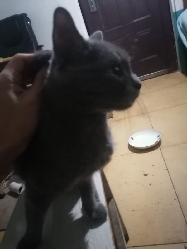 7月17日鄂州市鄂城区西山坡小区领养猫,宠物猫,猫咪【领养启示/启事】