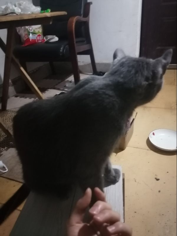 7月17日鄂州市鄂城区西山坡小区领养猫,宠物猫,猫咪【领养启示/启事】