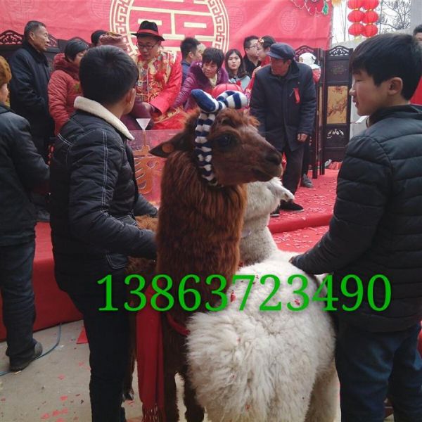 2016山东家龙羊驼养殖场出售羊驼租赁羊驼