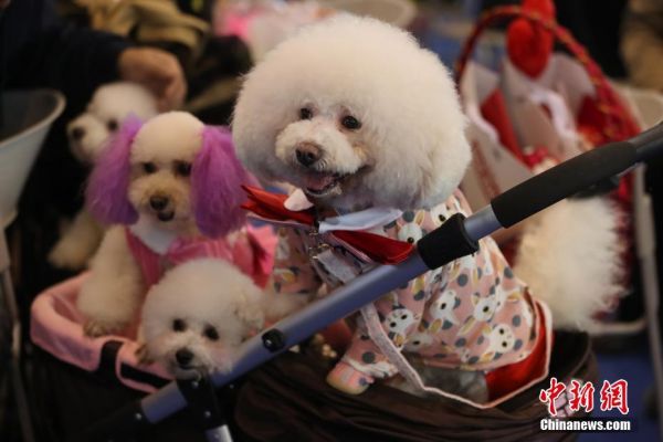 宠物狗南京举行集体婚礼 嗨翻宠物文化节