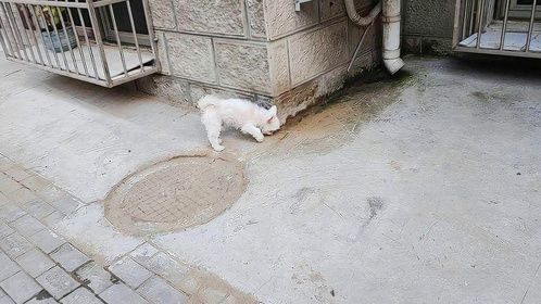 晚上凉快了。花生走了二十分钟