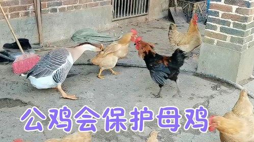宠物鹅吃食一大群老母鸡来抢吃，鹅护食咬老母鸡，公鸡还会来保护