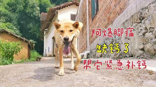 阿爆脚痛走路不稳，帮它紧急补钙一个星期，那个活泼吃货又回来了