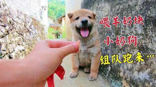 喂阿爆的崽吃羊奶块，几个家伙冲过来却找不到，嗅觉真遗传了妈妈