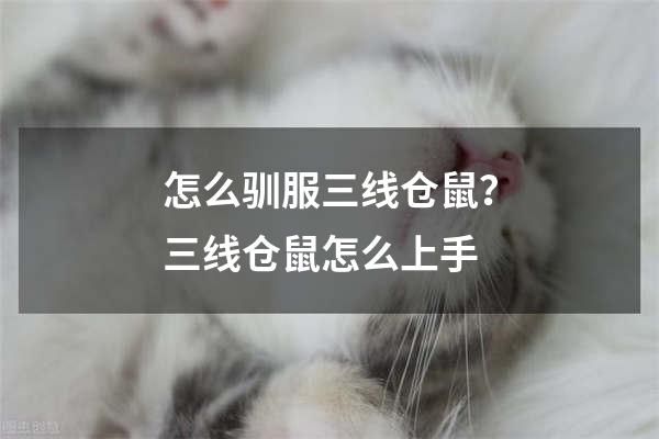 怎么驯服三线仓鼠？三线仓鼠怎么上手