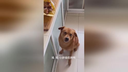 偷吃肉的狗被告状 http://t.cn/A6RwDKIx ​