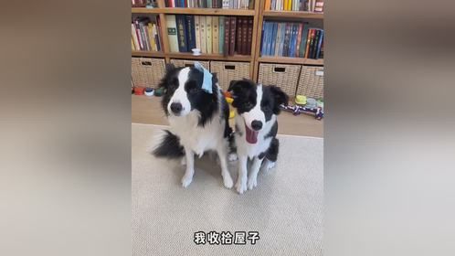 一模一样的狗，为什么要养两条……