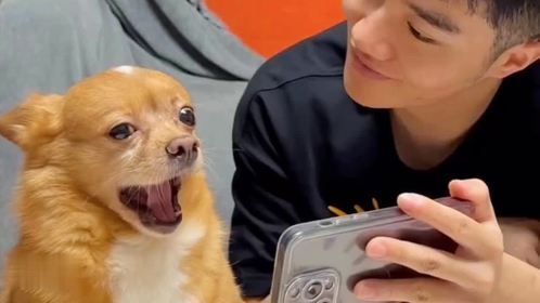 狗狗知道监控的存在吗？ 监控下的一幕