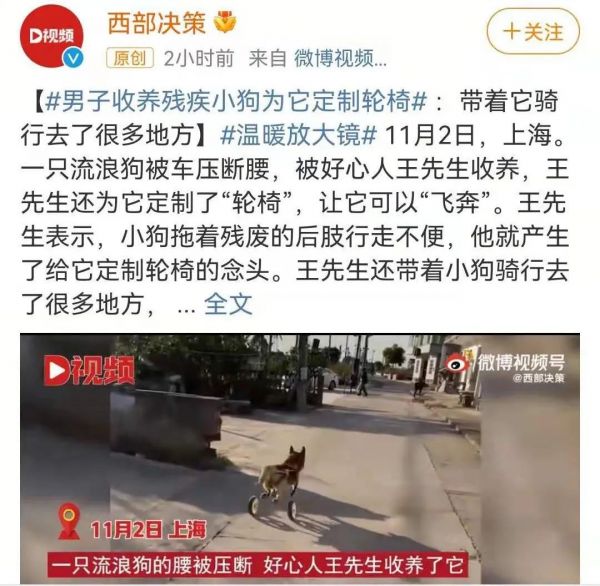 万亿级宠物市场，品牌如何抢占一杯羹？