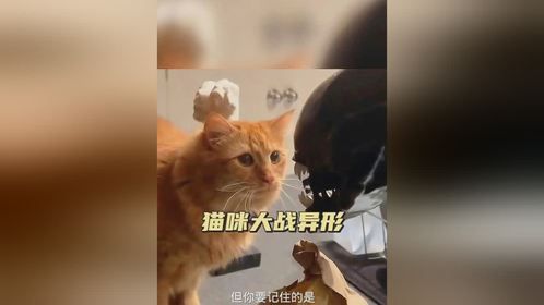 猫咪大战异形，打不过就跑
