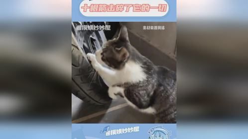 它原本距离幸福只有一步之遥