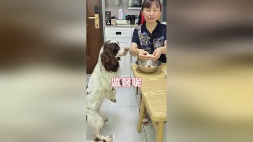 嘴馋史宾格，心思全写在脸上等你来瞧