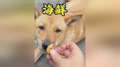 挑战花9块钱给小狗做顿饭，做了顿海鲜大餐，小狗们挺满意的！