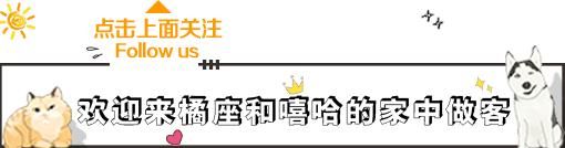 领养代替购买｜北京地区宠物救助中心，这些小生命正在等你！