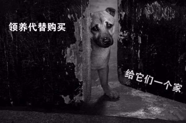 领养代替购买｜北京地区宠物救助中心，这些小生命正在等你！