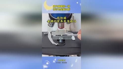 抓只蟑螂挤一挤，估计也是蛋白质！