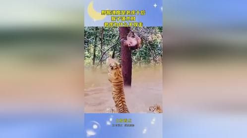 野猴速度是老虎十倍，猴子落水时，老虎为什么不攻击