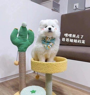  在深圳！！宠物奢华洗护全体验分享