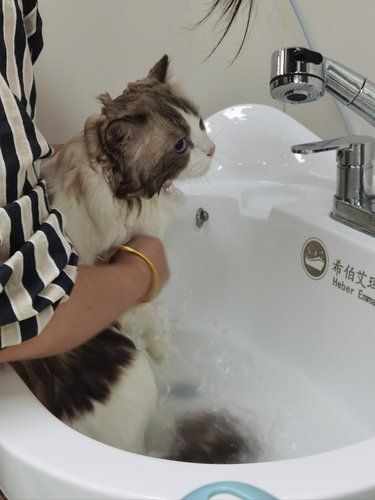 宝藏新宠物店～洗出香喷喷的小猫