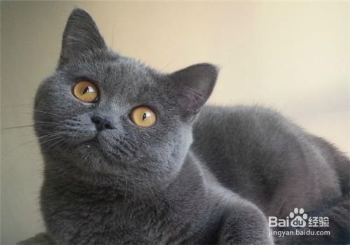 宠物猫的种类，哪种萌宠你会喜欢？