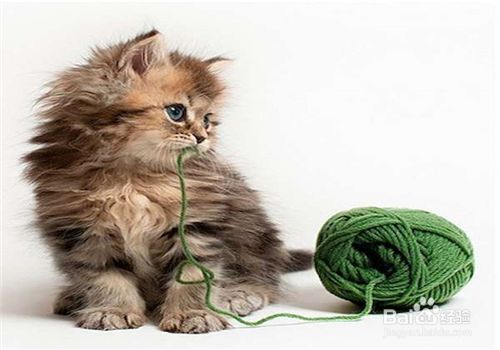 宠物猫的种类，哪种萌宠你会喜欢？