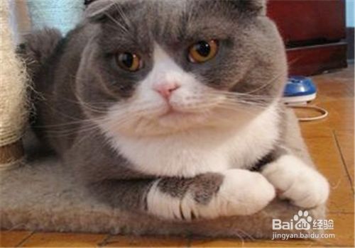 宠物猫的种类，哪种萌宠你会喜欢？