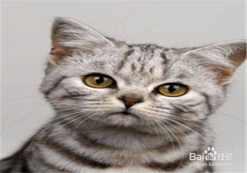 宠物猫的种类，哪种萌宠你会喜欢？