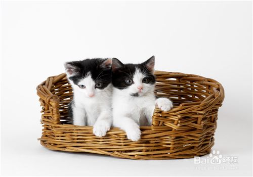宠物猫的种类，哪种萌宠你会喜欢？