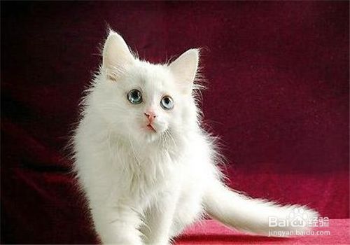宠物猫的种类，哪种萌宠你会喜欢？