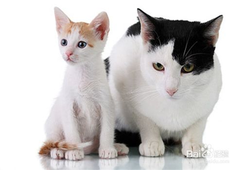 宠物猫的种类，哪种萌宠你会喜欢？